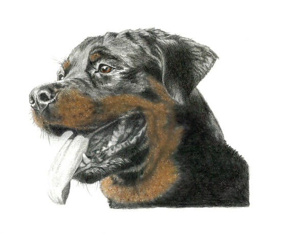 Rottweiler Drawing at GetDrawings Free download