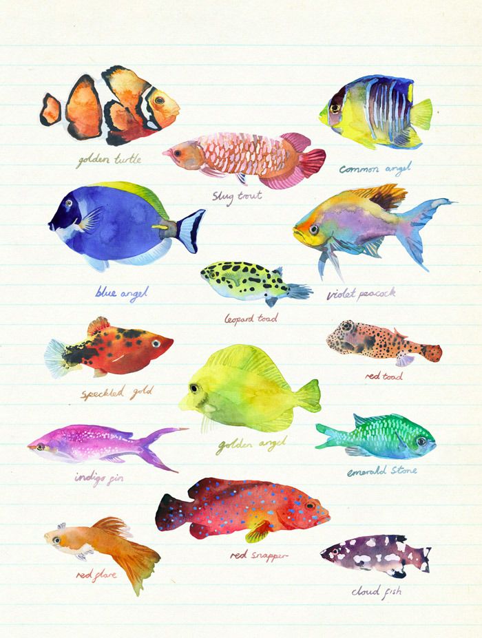 Saltwater Fish Drawing at GetDrawings Free download