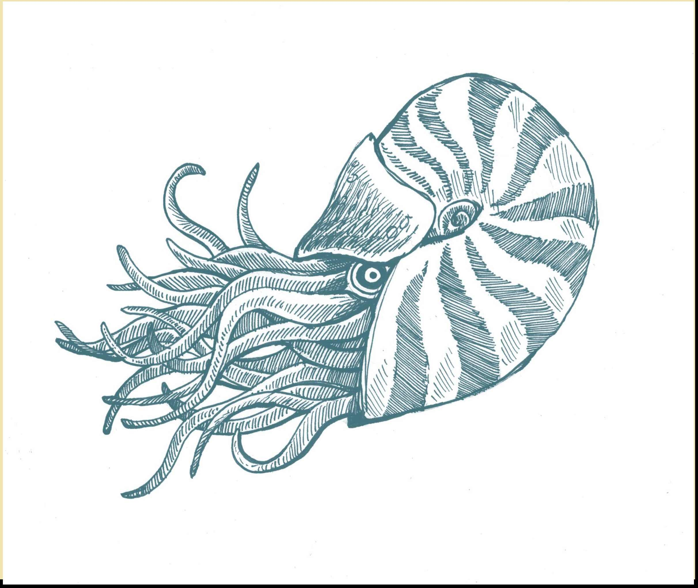 Pencil Drawing Underwater Animals animals Pencil Drawing