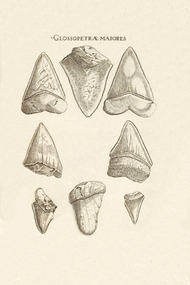 Shark Tooth Drawing at GetDrawings Free download