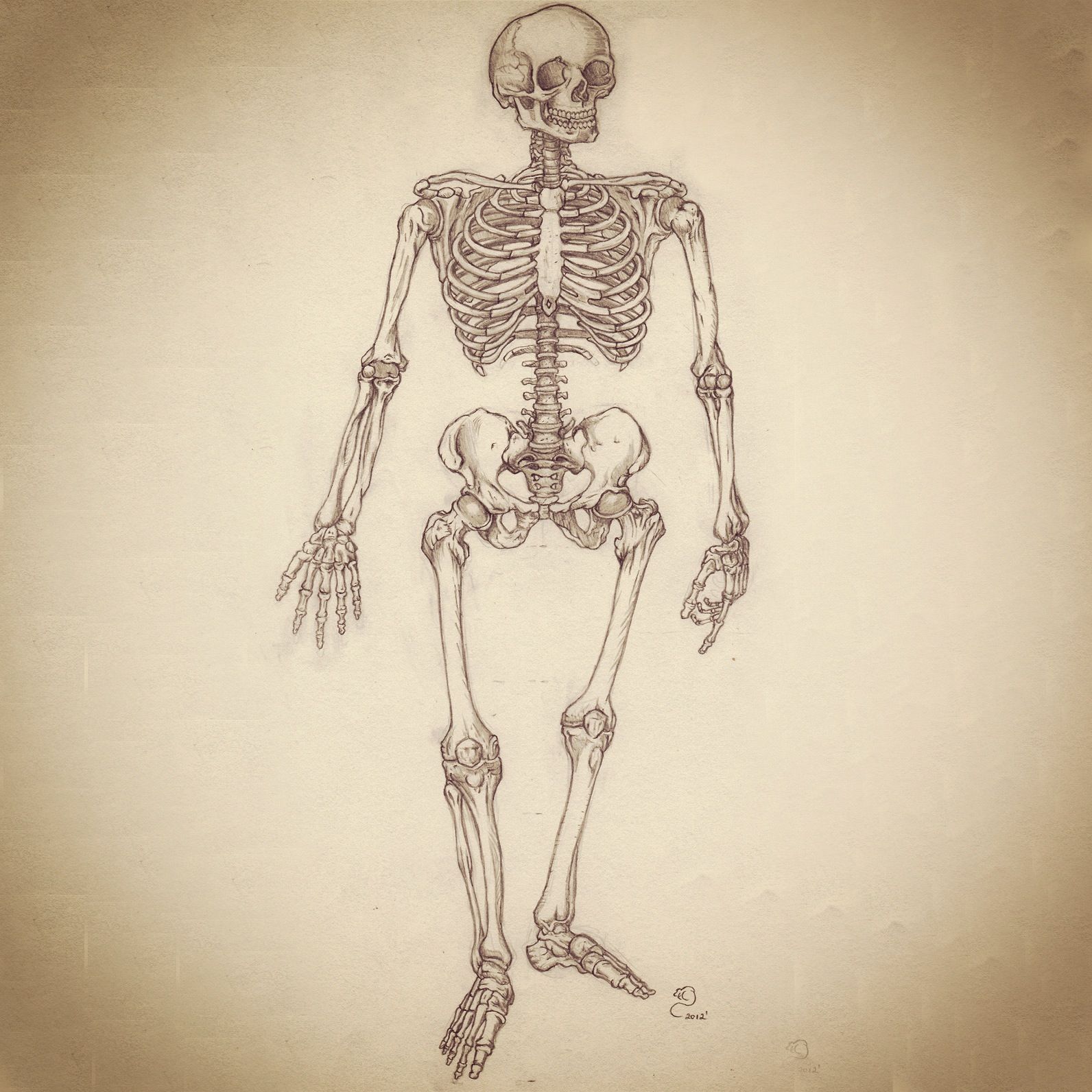 Skeletal System Drawing at GetDrawings Free download