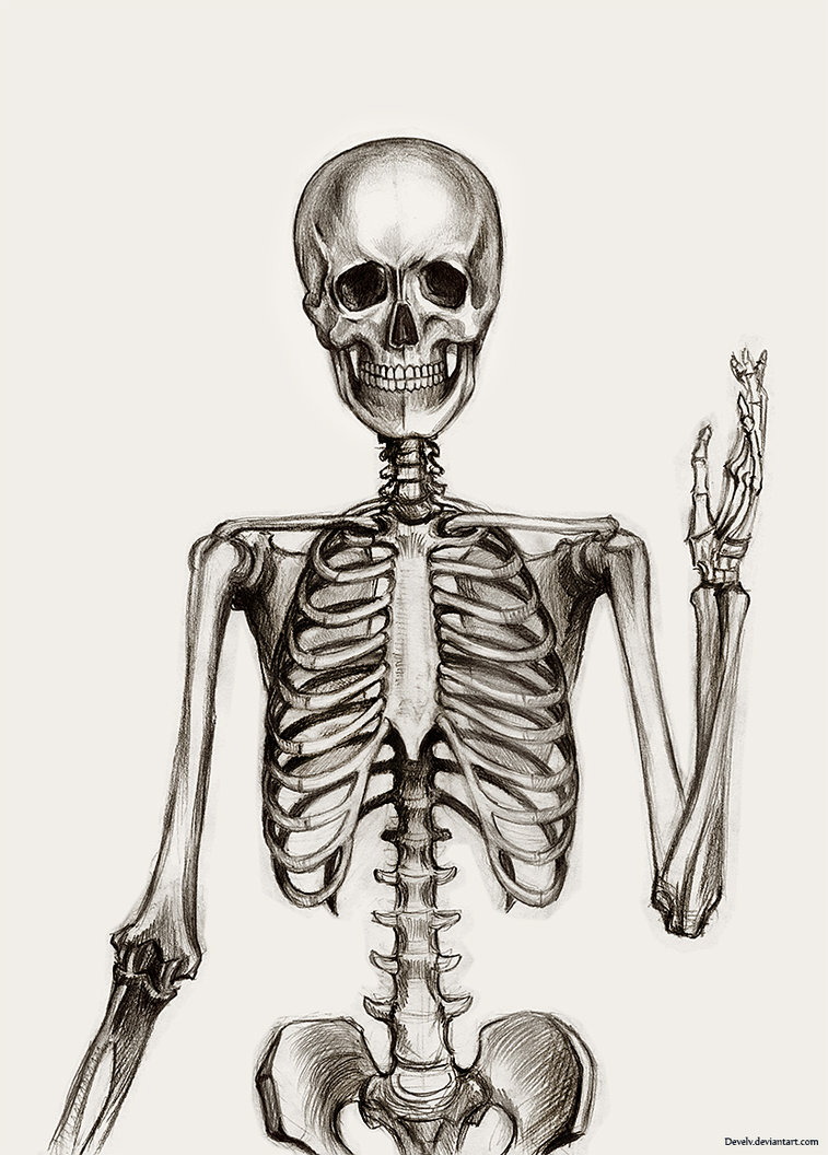 Skeleton Drawing at GetDrawings Free download