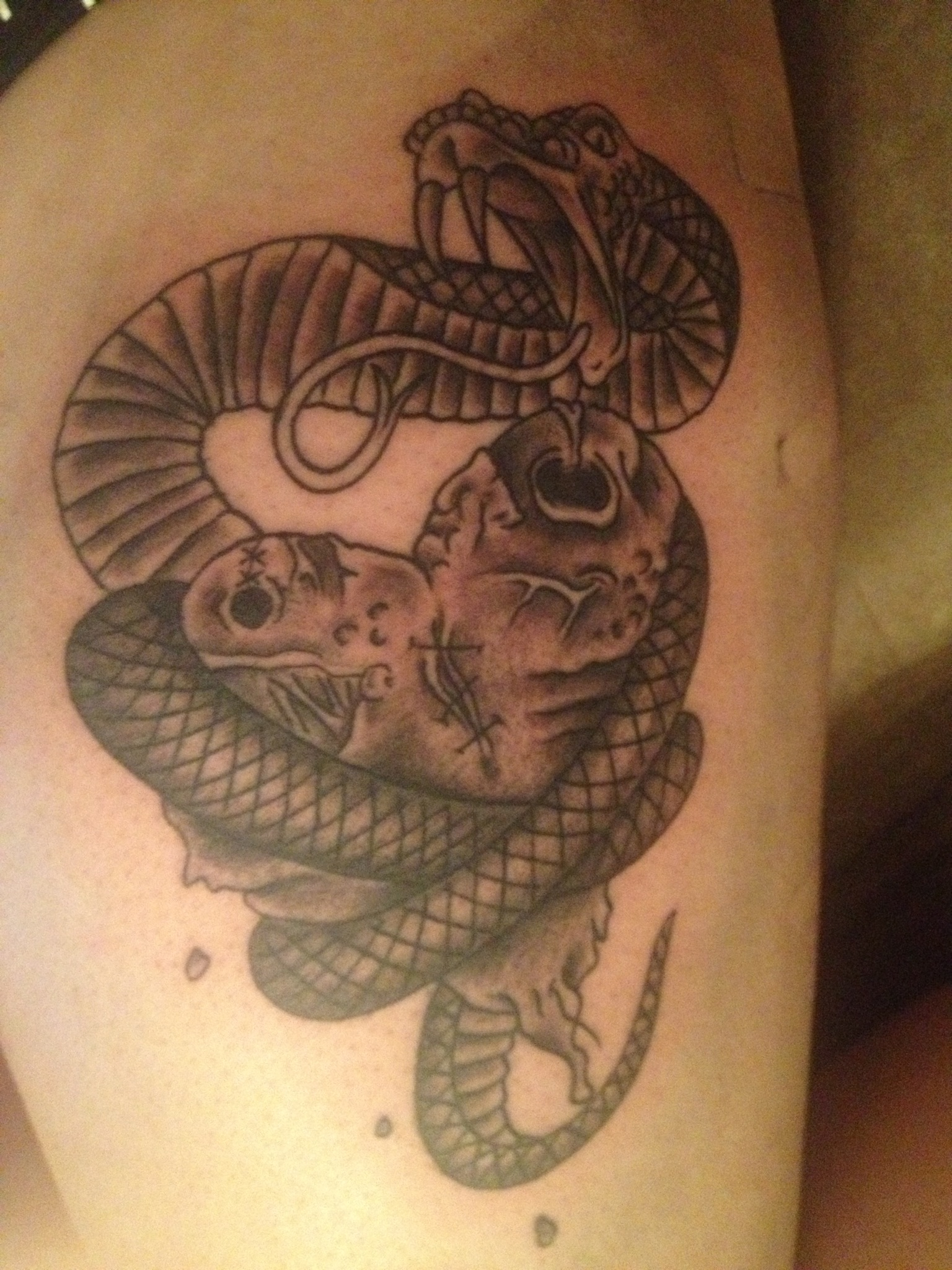 Snake Biting Drawing at GetDrawings Free download