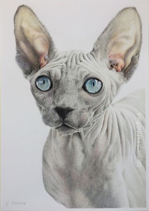 Sphynx Cat Drawing at GetDrawings Free download