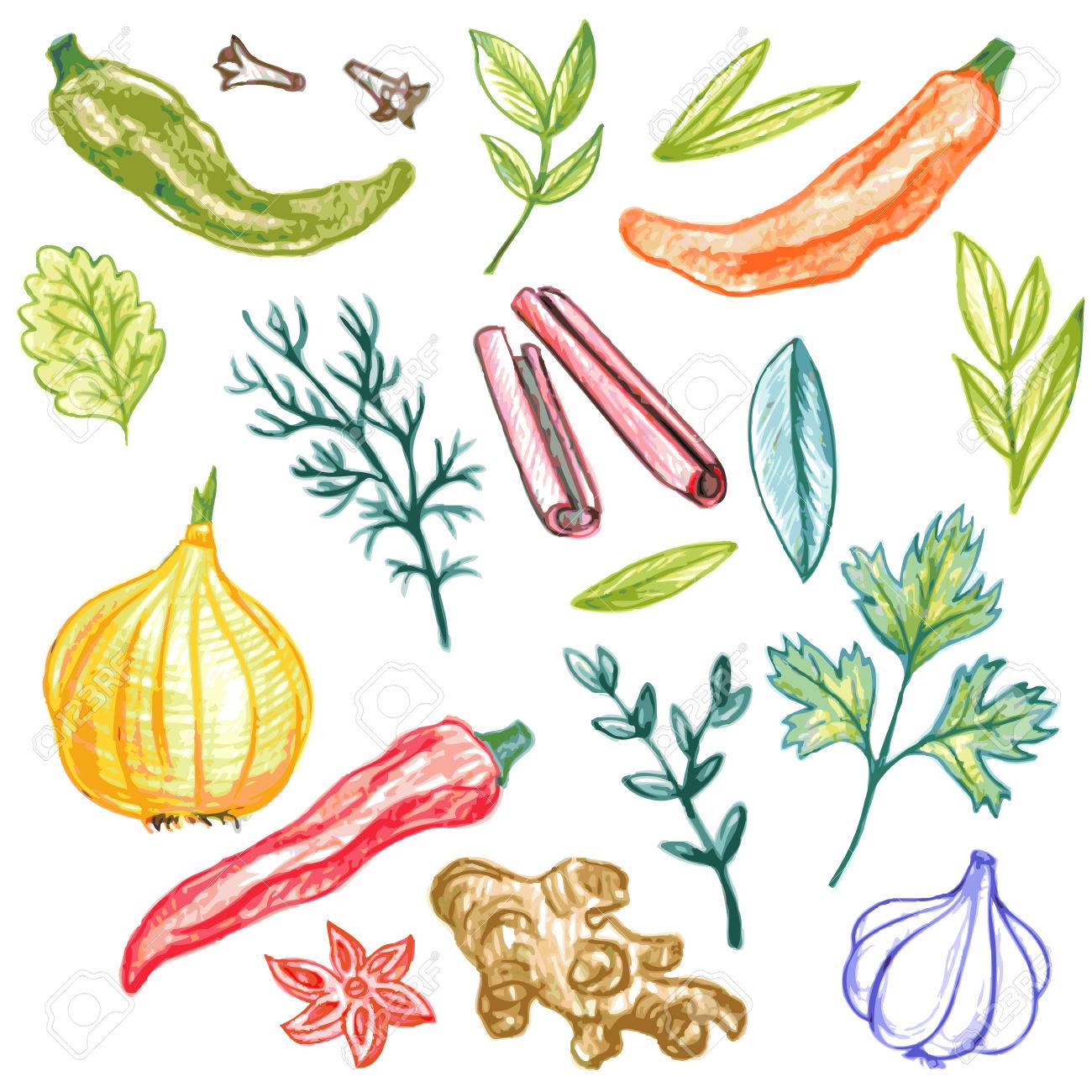 Spices Drawing at GetDrawings Free download