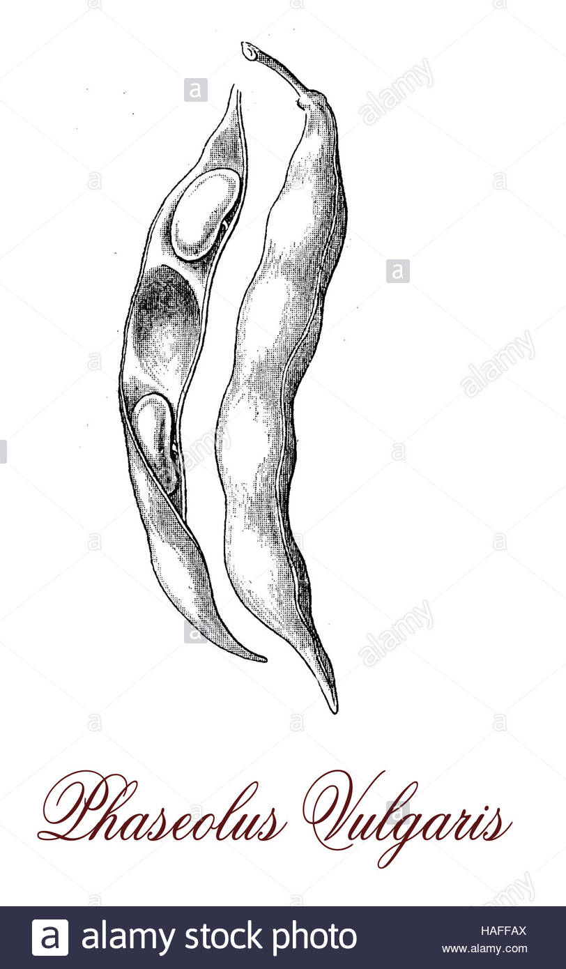 String Beans Drawing at GetDrawings Free download