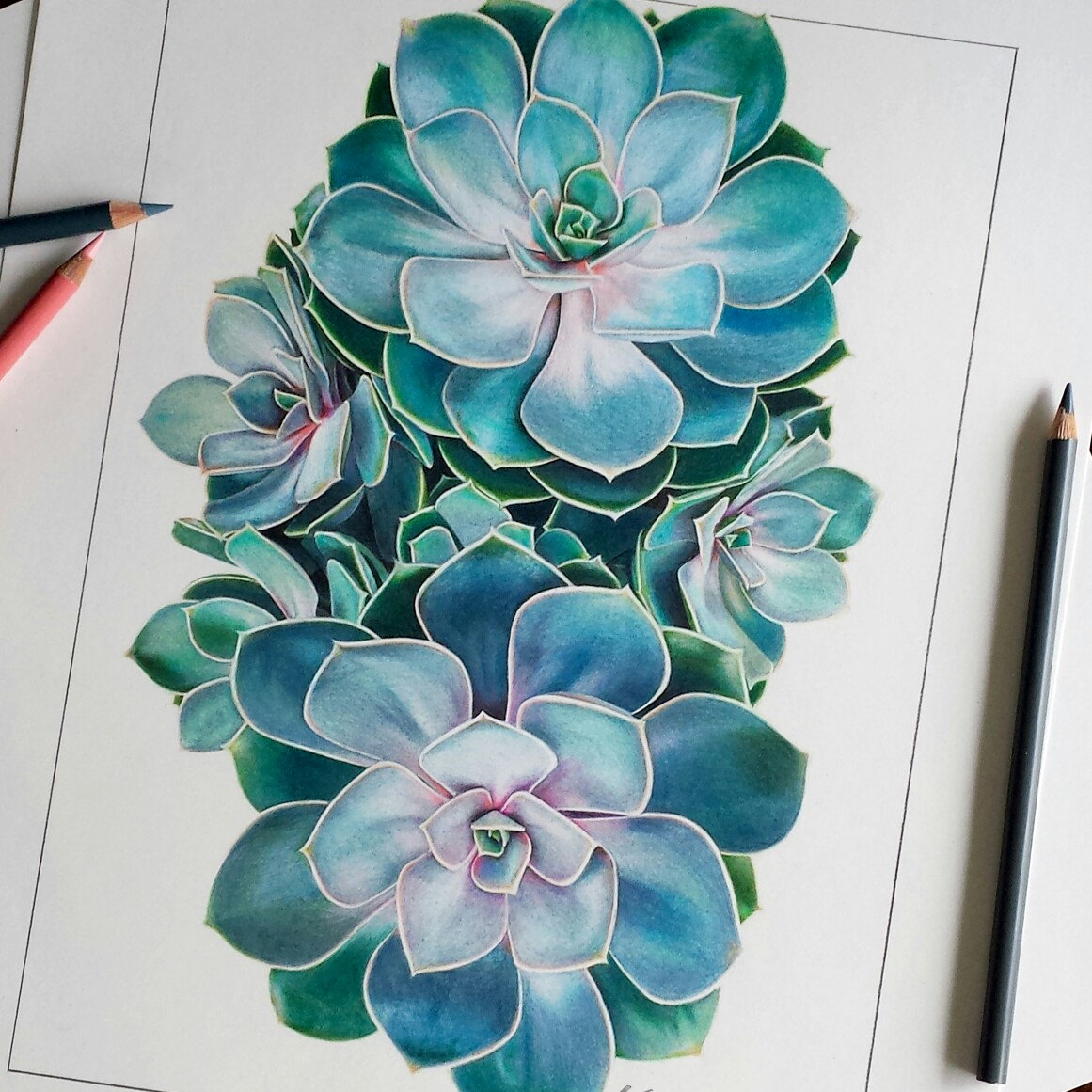 Succulent Drawing at GetDrawings Free download