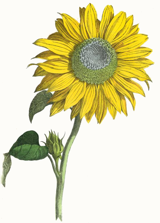 Sunflower Drawing at GetDrawings Free download