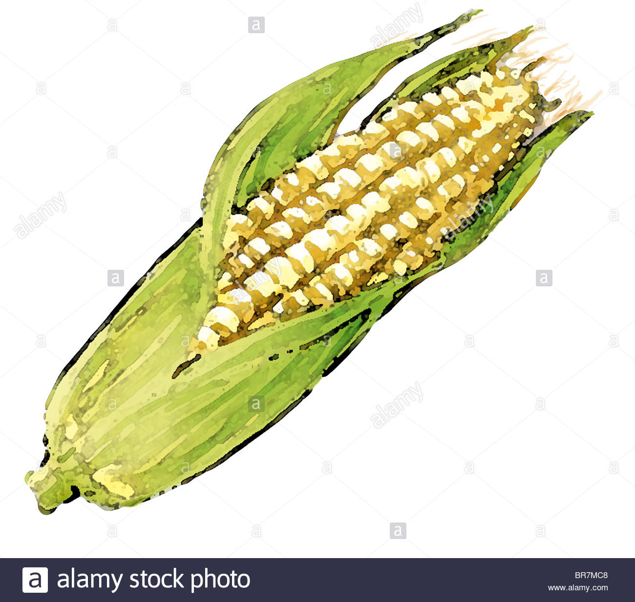 Sweet Corn Drawing at GetDrawings Free download