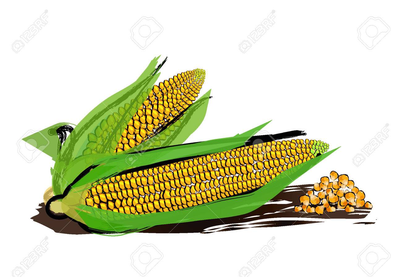 Sweet Corn Drawing at GetDrawings Free download