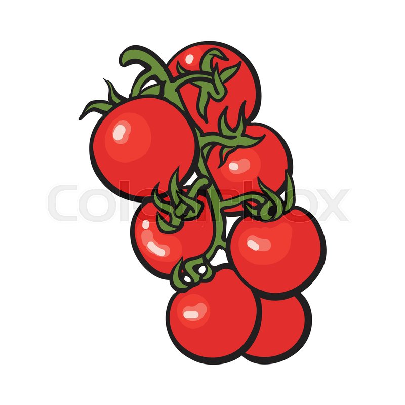 Tomato Drawing at GetDrawings Free download