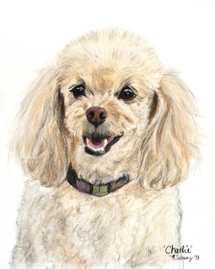 Toy Poodle Drawing at GetDrawings Free download