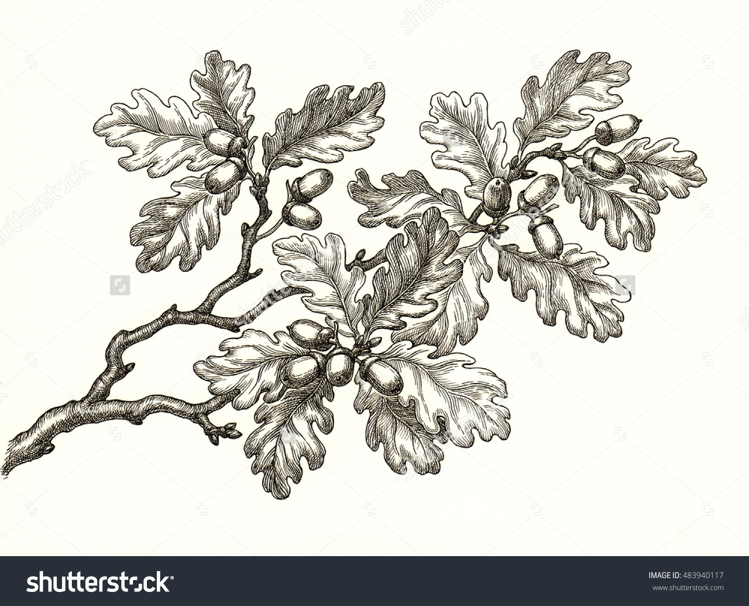Tree Drawing Oak at GetDrawings Free download