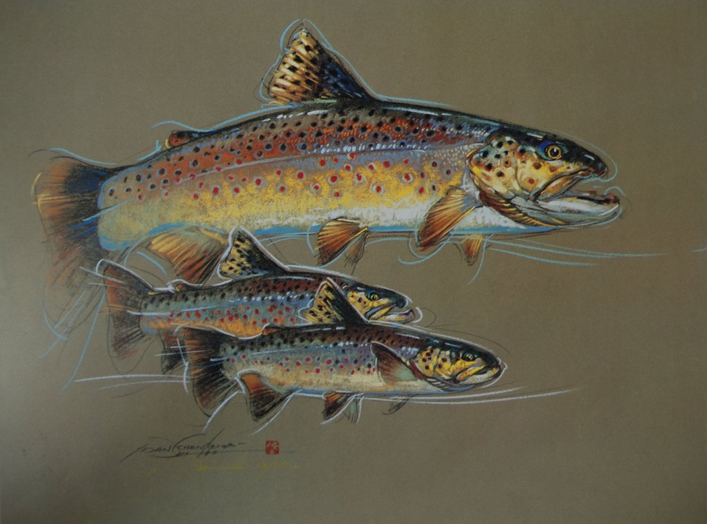 Trout Drawing at GetDrawings Free download