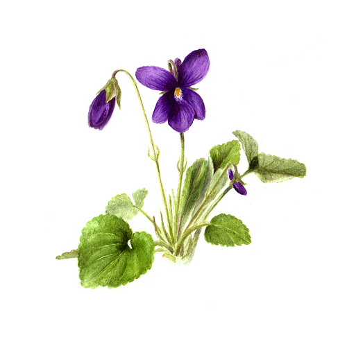 Violet Drawing at GetDrawings Free download