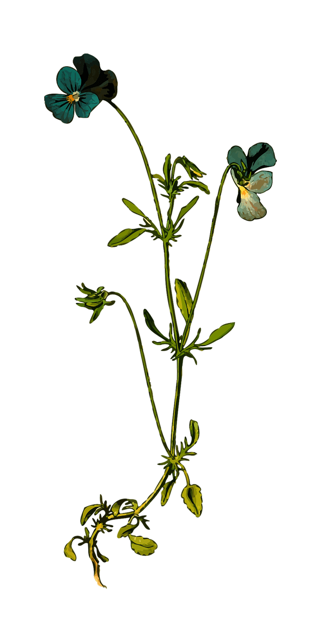 Wild Flower Drawing at GetDrawings Free download