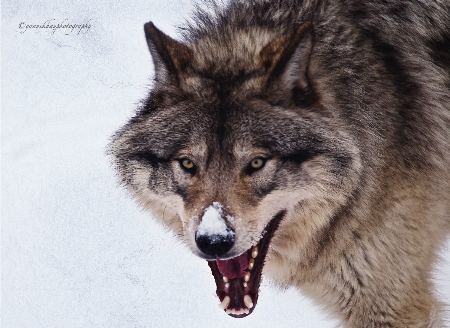Wolf Snarl Drawing at GetDrawings Free download