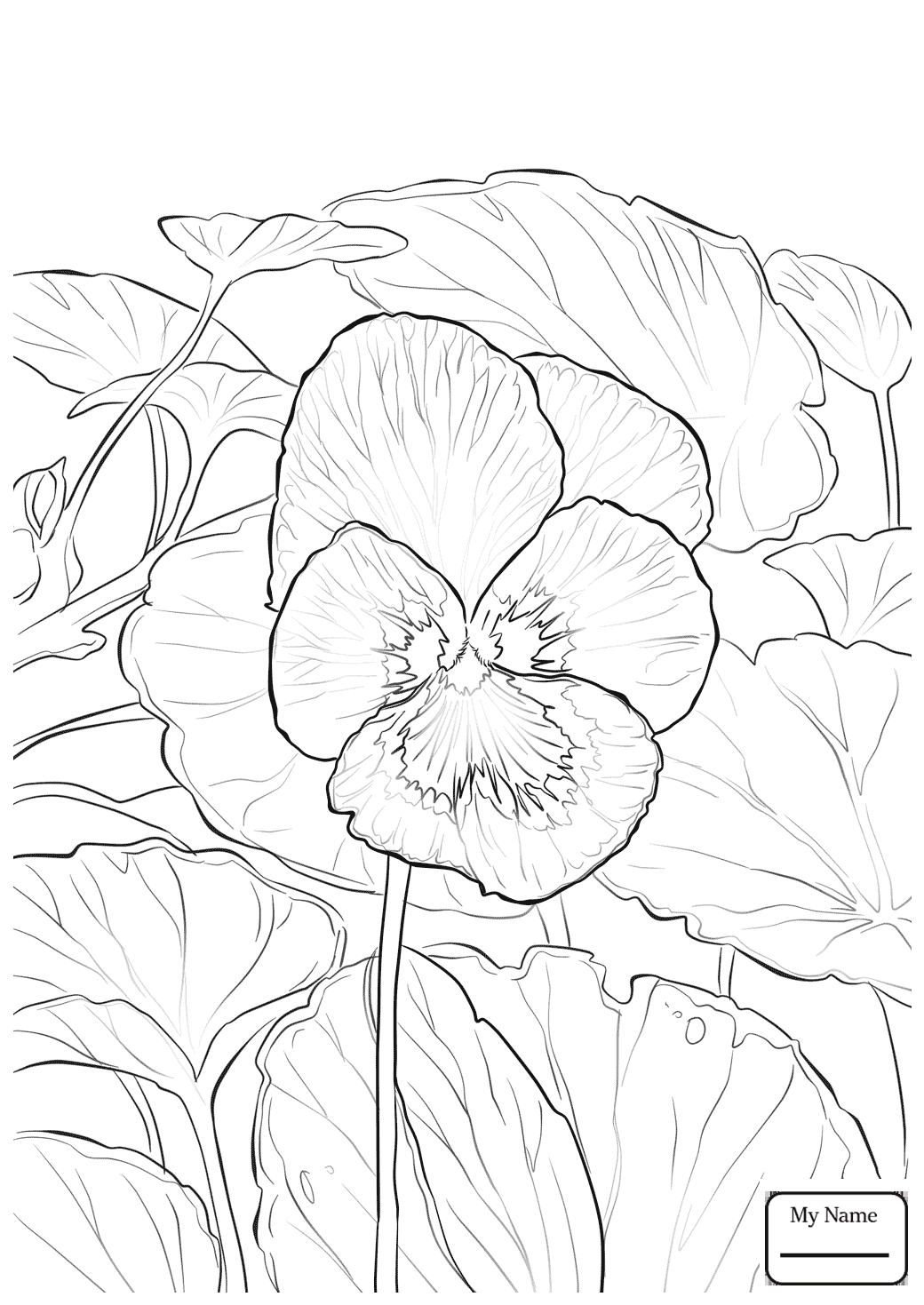 African Violet Drawing at GetDrawings Free download