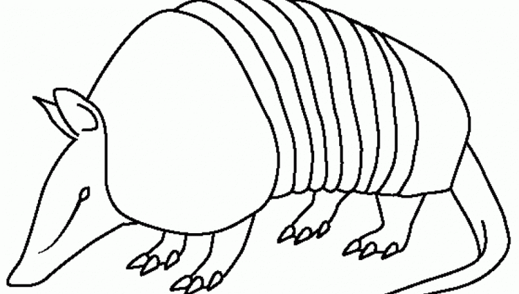 Armadillo Drawing Carinewbi