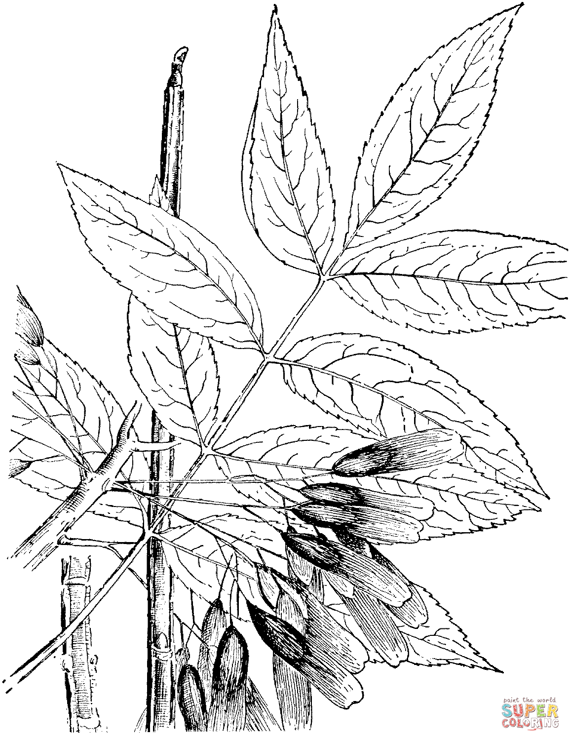 Ash Tree Drawing at GetDrawings Free download