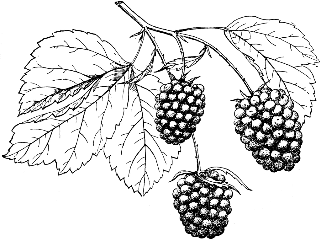 Berries Drawing at GetDrawings Free download