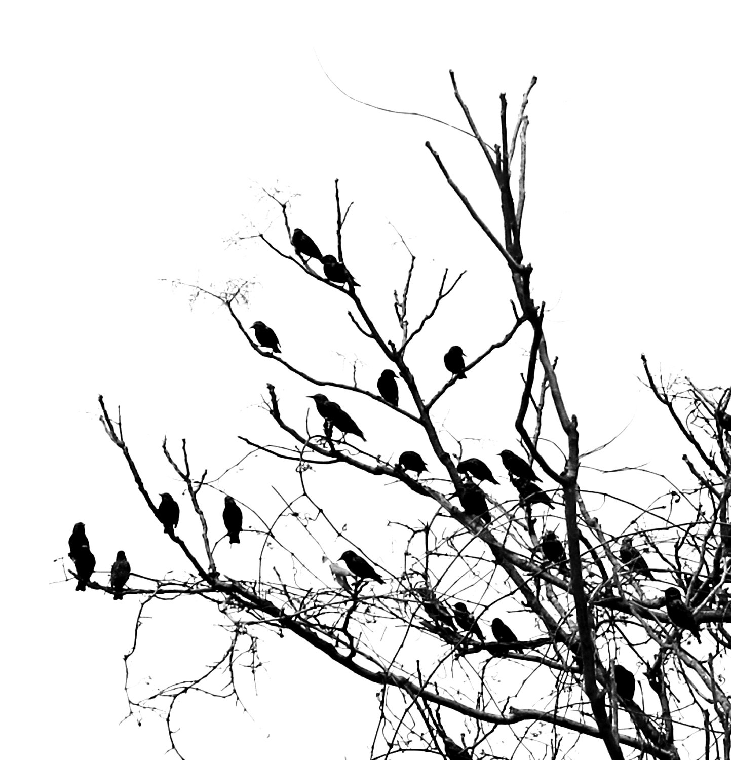 Bird On Tree Drawing at GetDrawings Free download