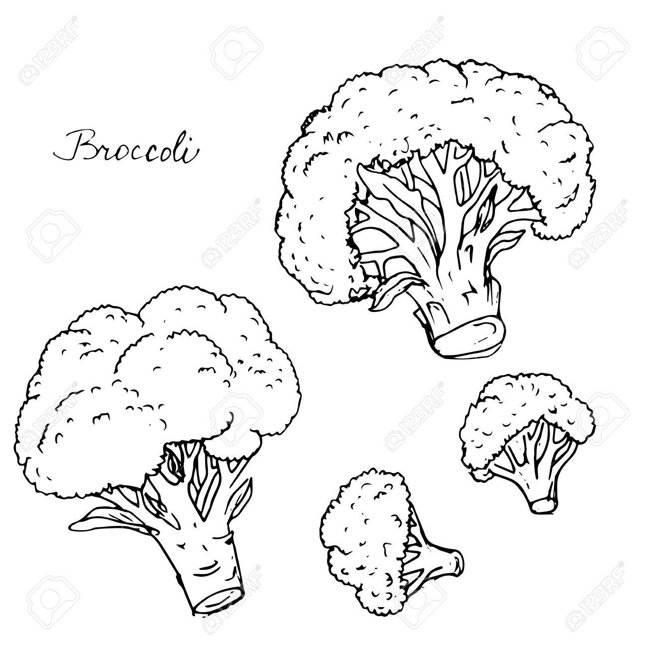 The best free Broccoli drawing images. Download from 90 free drawings