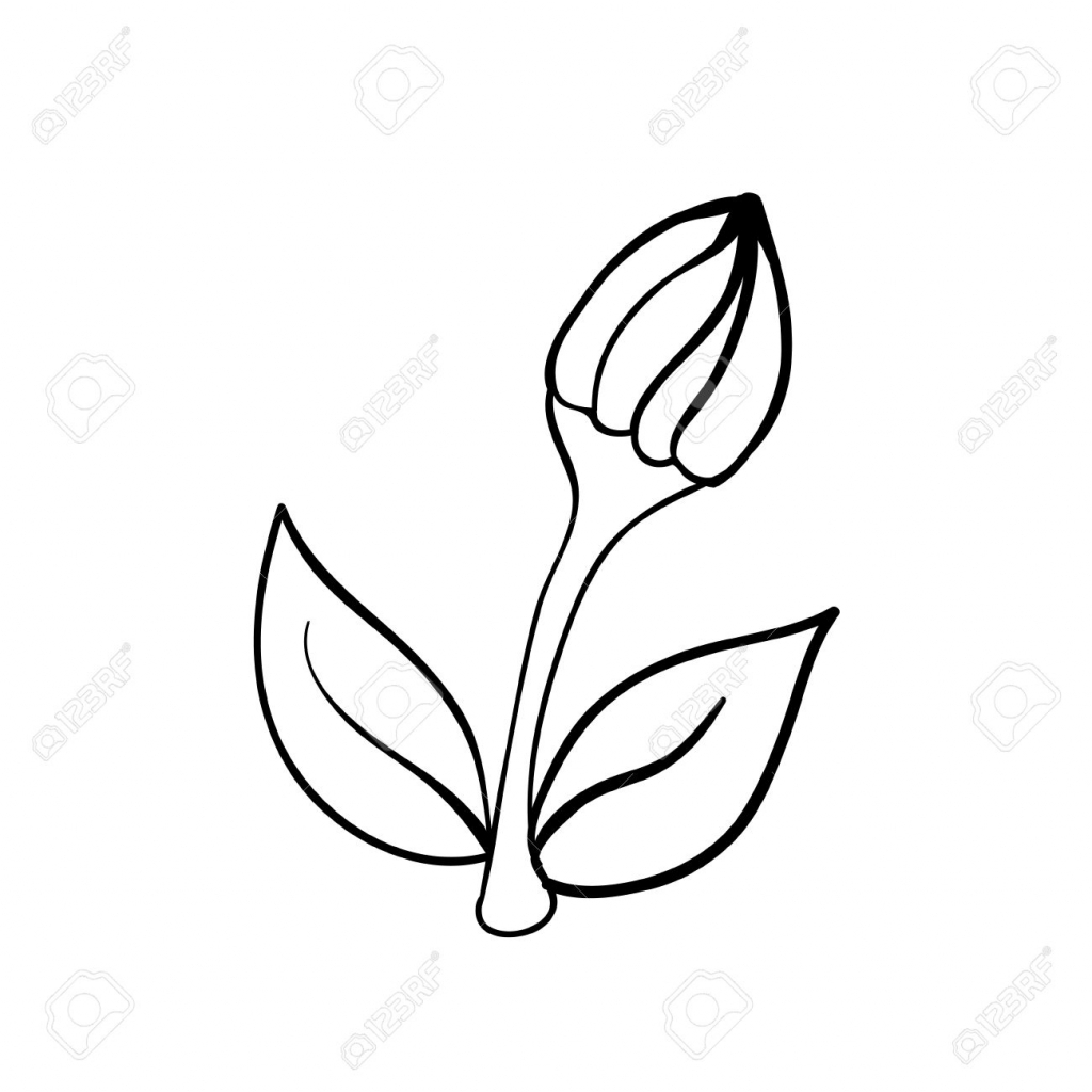 Bud Drawing at GetDrawings Free download