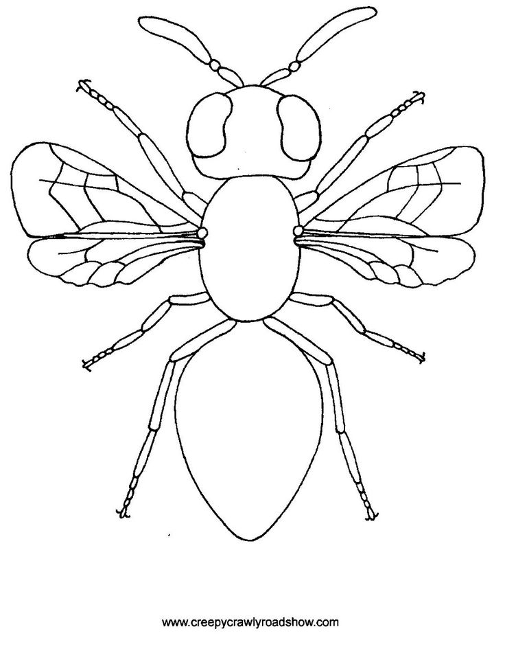 Bugs Drawing at GetDrawings Free download