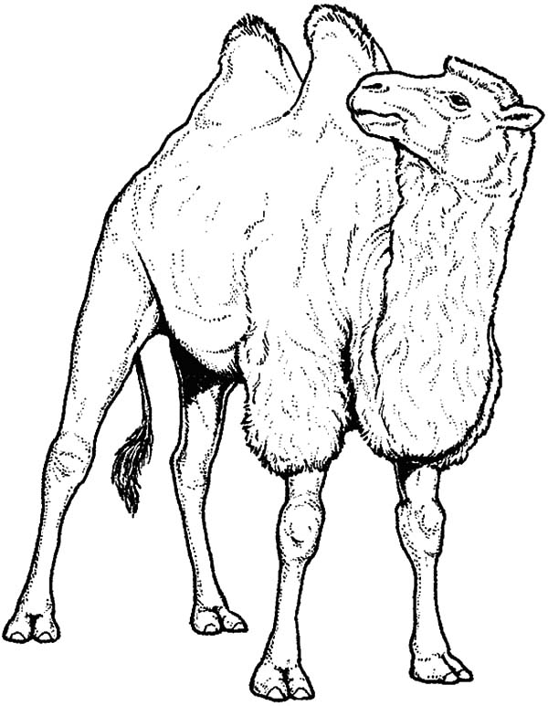 Camel Line Drawing at GetDrawings Free download