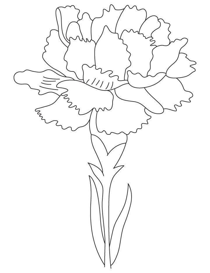 Carnations Drawing at GetDrawings Free download