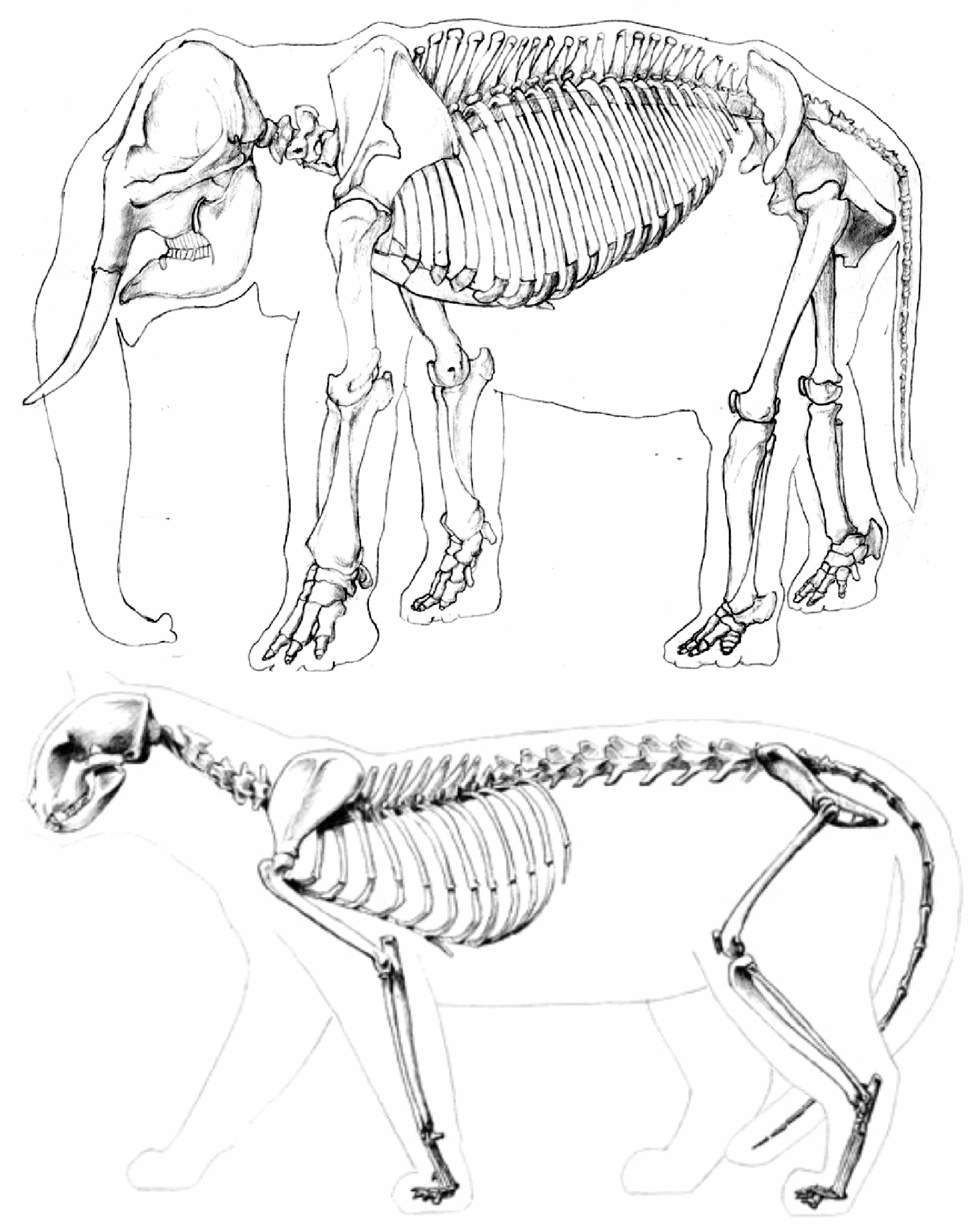 Cat Skeleton Drawing at GetDrawings Free download