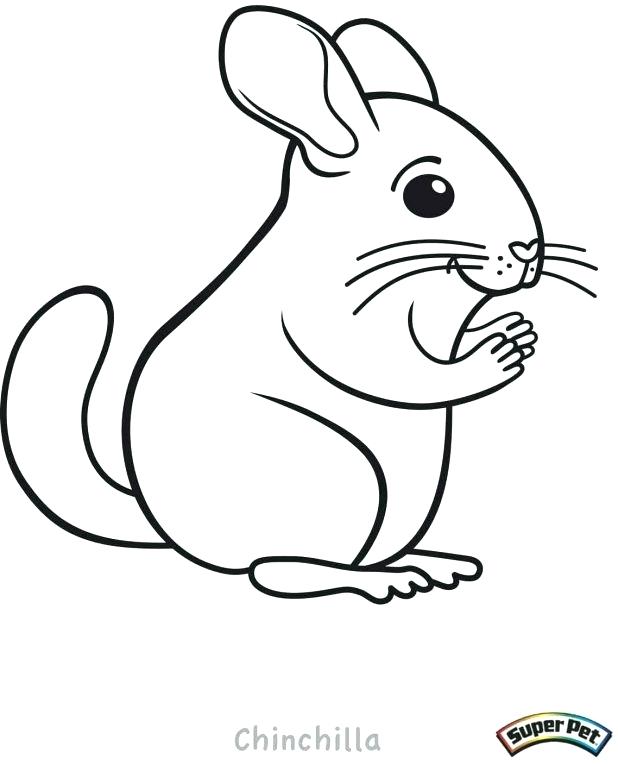 Mammals Chinchillas Coloring Pages ojuselementary