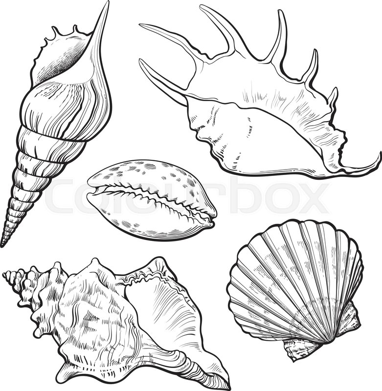 Sea Shell Match Up on crayola.com Spring coloring.