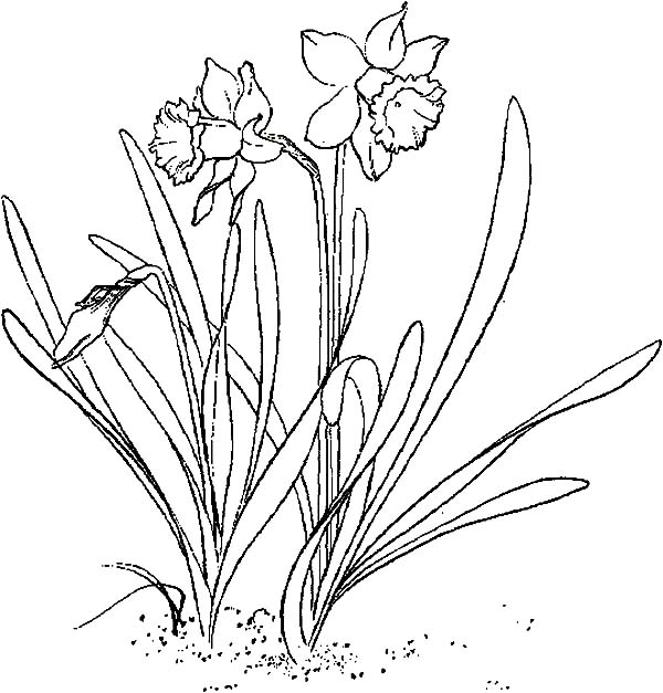 Daffodil or narcissus or jonquil Coloring Page