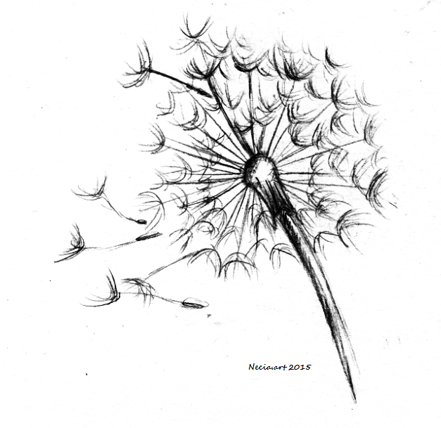 Dandelion Sketch Drawing at GetDrawings Free download