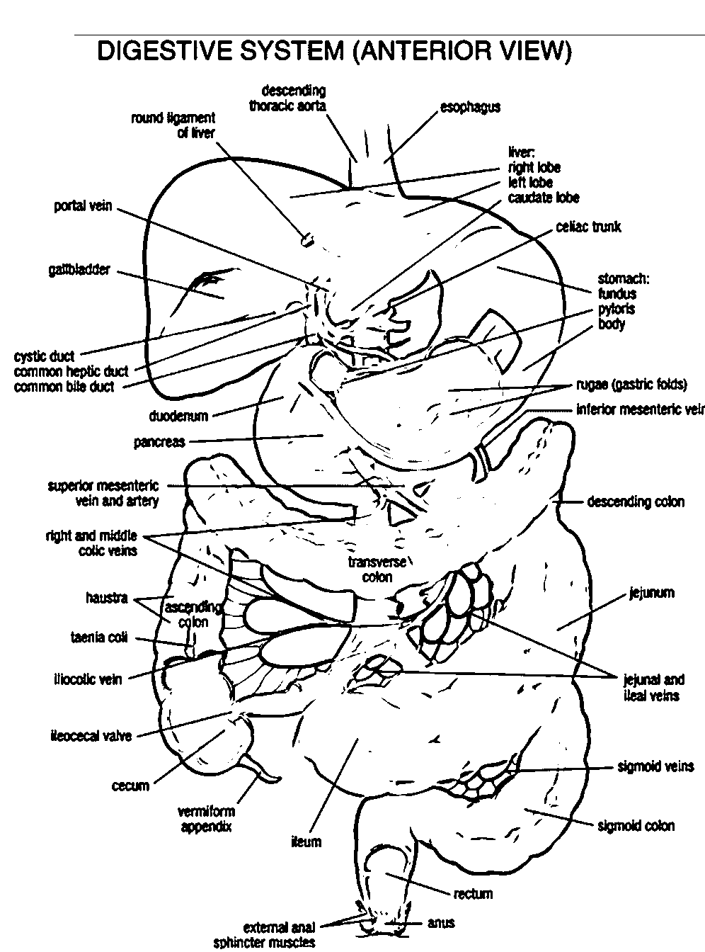 Digestive System Drawing at GetDrawings | Free download