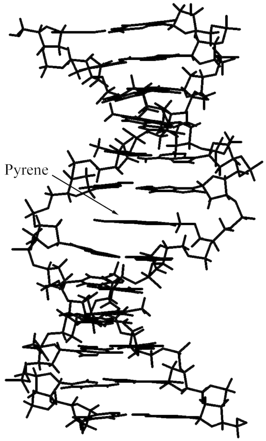 Dna Structure Drawing at GetDrawings Free download