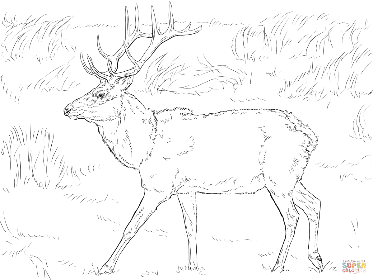 Simple Elk Coloring Pages