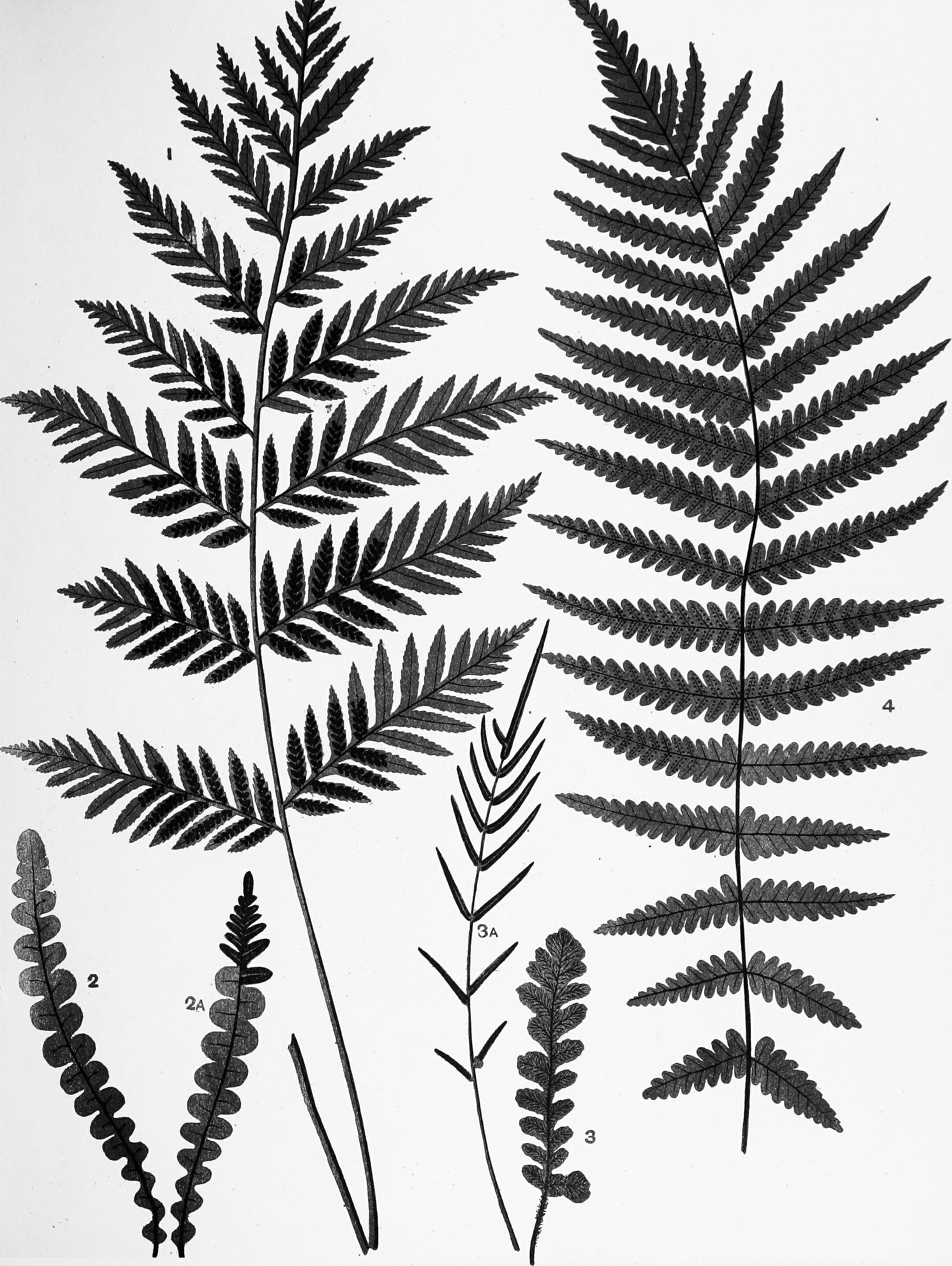 The best free New zealand drawing images. Download from 10433 free