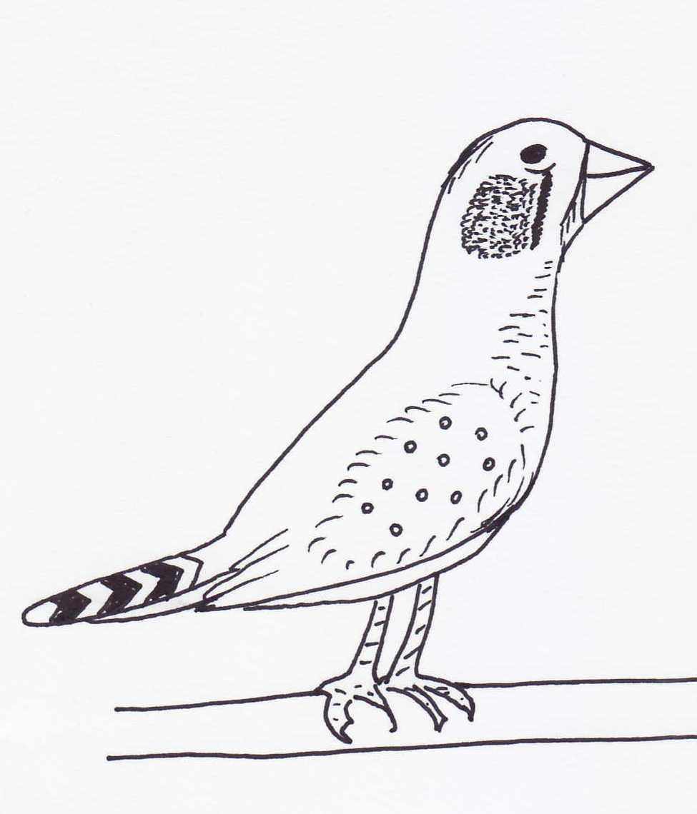 Finch Drawing at GetDrawings Free download