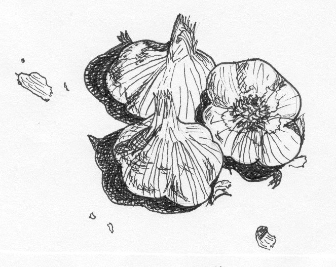 Garlic Drawing at GetDrawings Free download