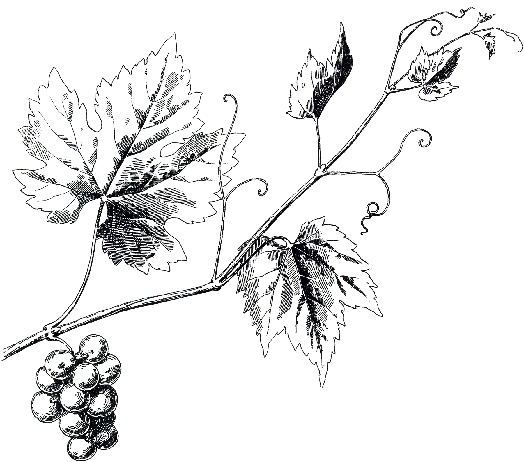 Grape Leaf Drawing at GetDrawings Free download