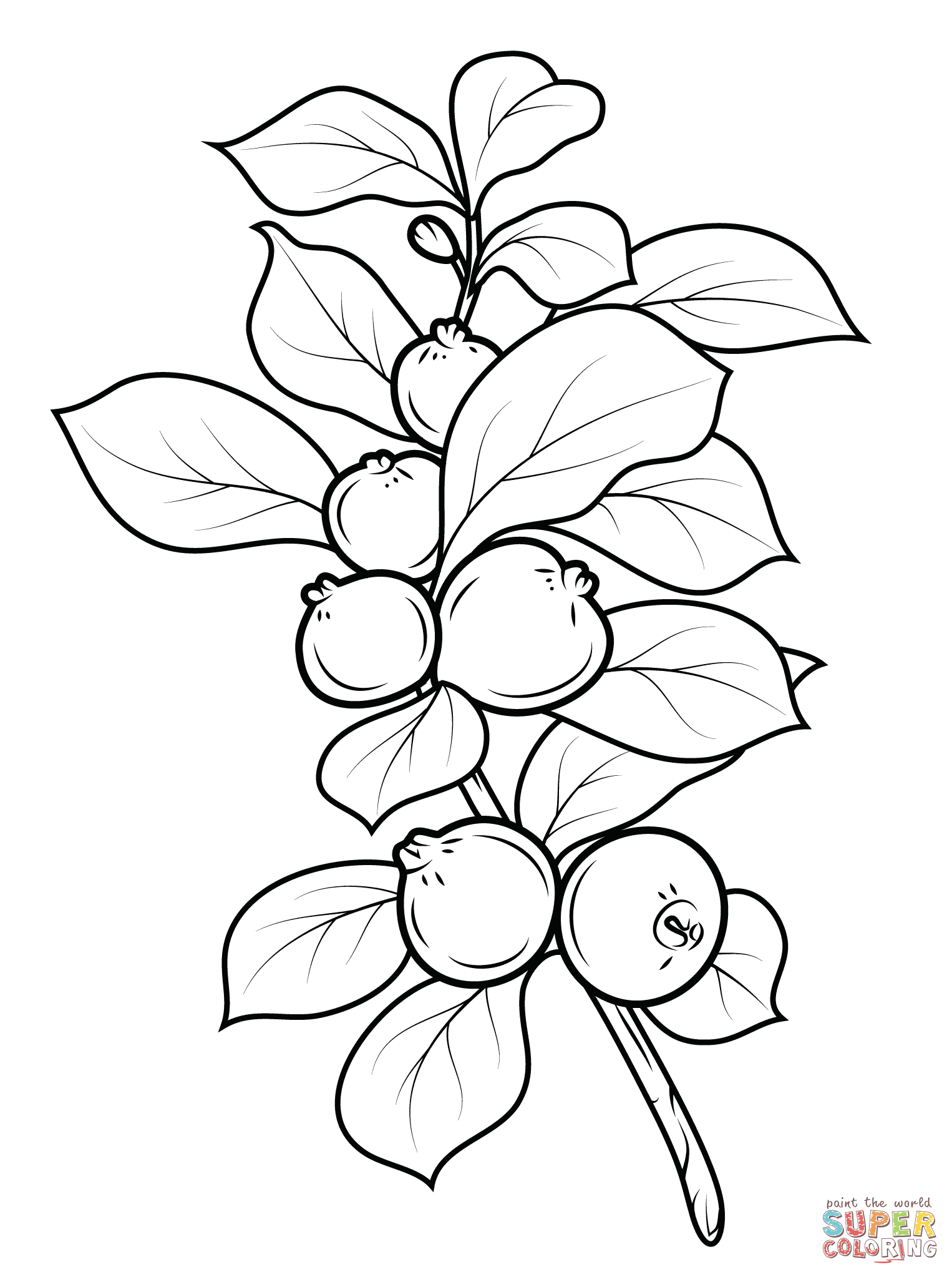 Guava Drawing at GetDrawings Free download
