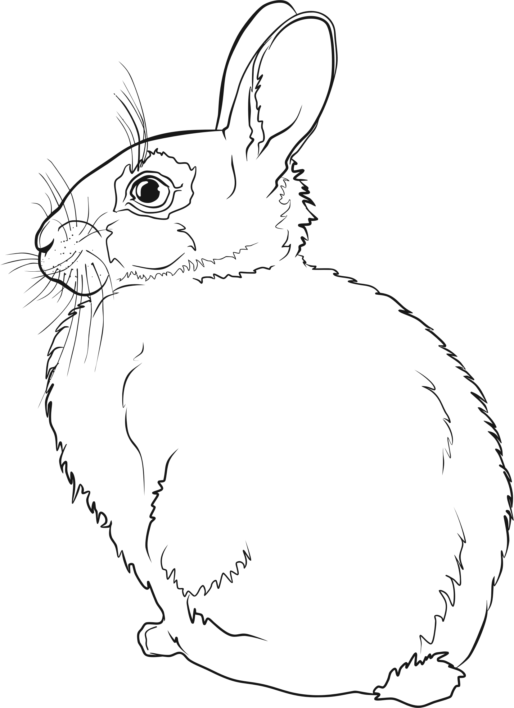 Hare Line Drawing at GetDrawings Free download