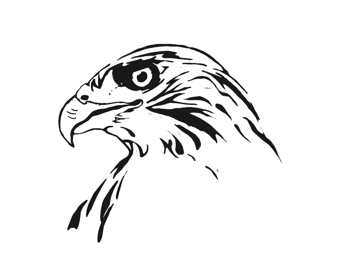 Hawk Head Drawing at GetDrawings Free download