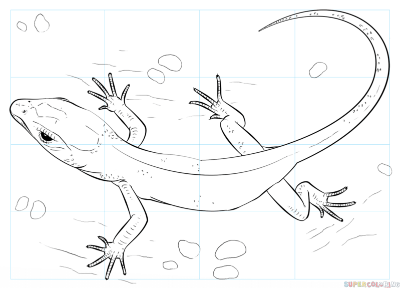 Horned Lizard Drawing at GetDrawings Free download