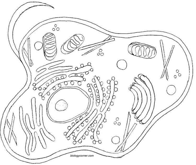 Human Cell Drawing at GetDrawings Free download