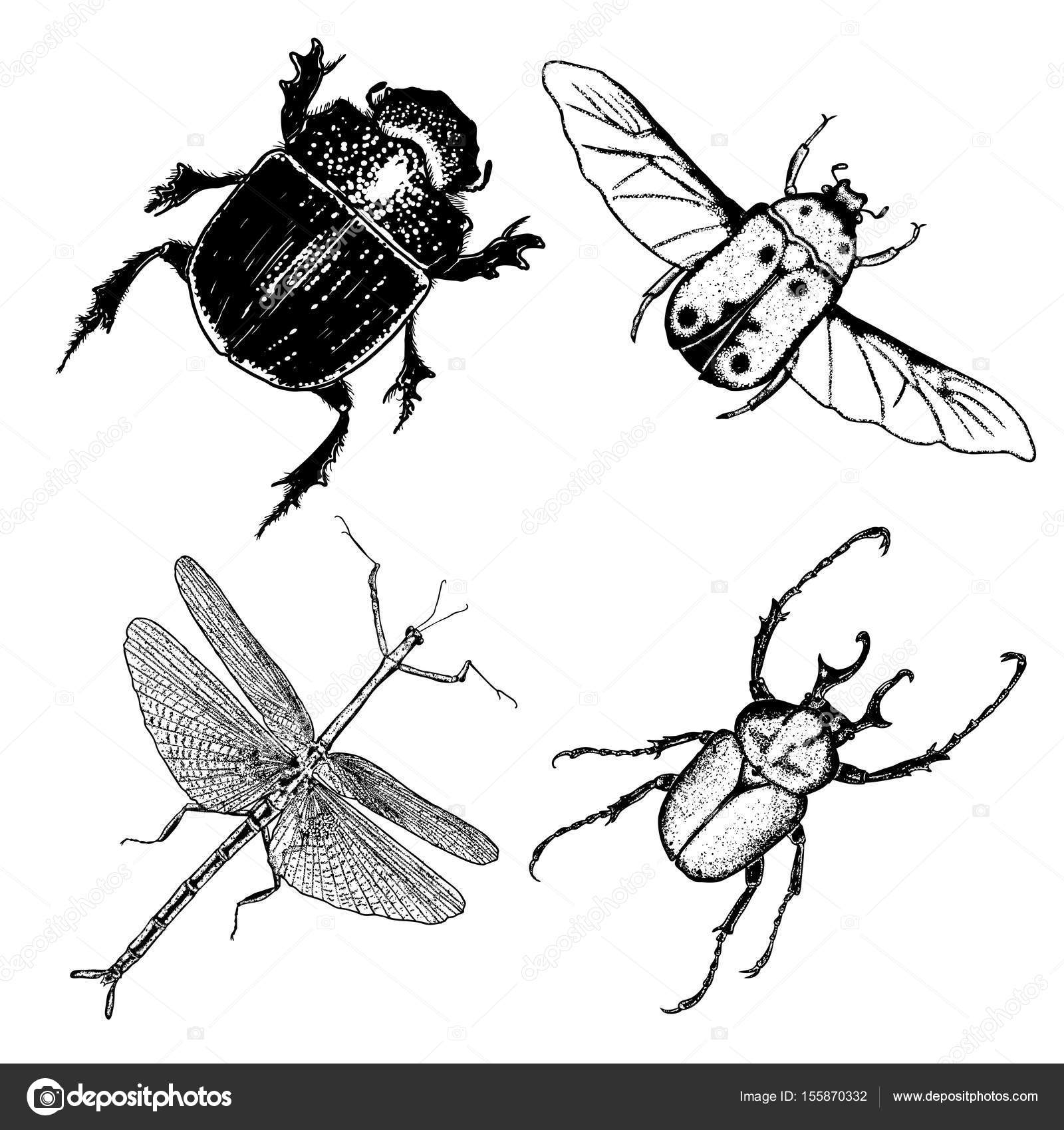 The best free Insect drawing images. Download from 361 free drawings of