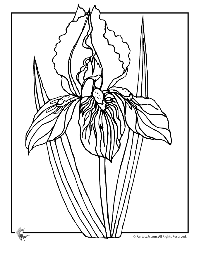 Iris Flower Drawing at GetDrawings Free download
